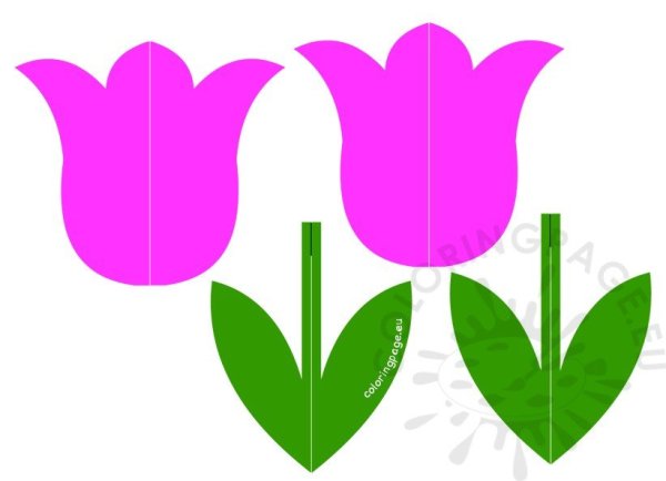 Цветов тюльпанов