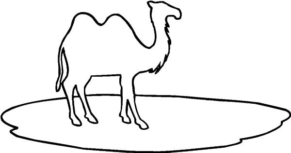 Верблюд рисунок