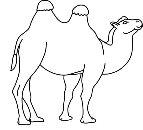Верблюд рисунок