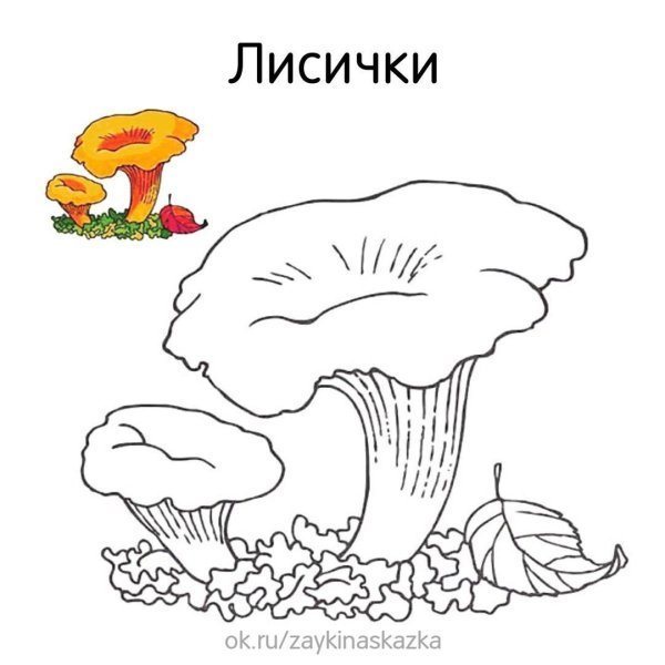 лисички гриба