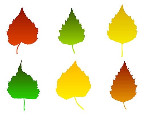 Лист березы цветной