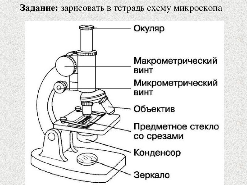 Микроскоп строение светового микроскопа