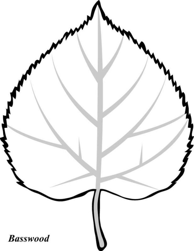 Лист березы раскраска