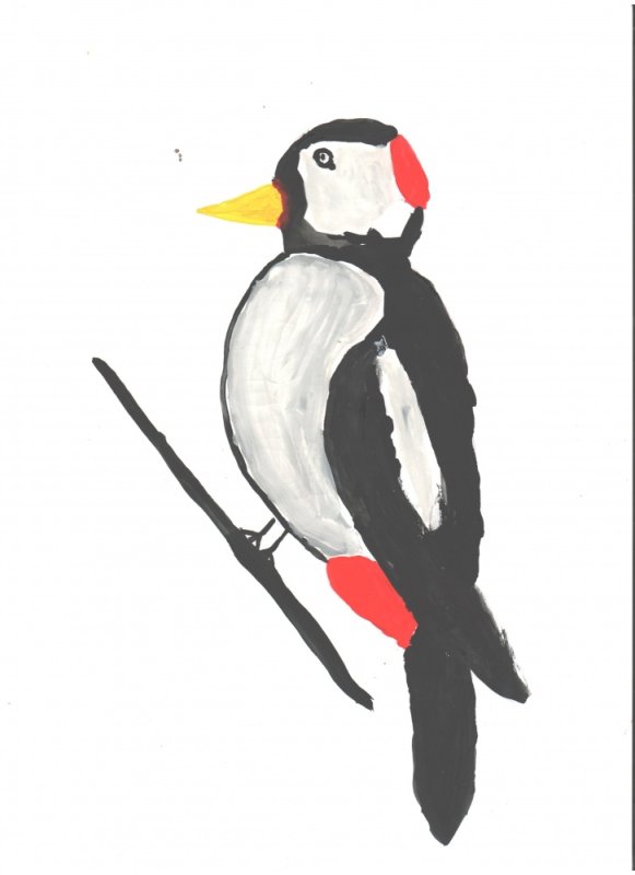 Дятел рисунок