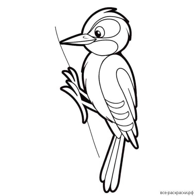 Дятел контур птицы