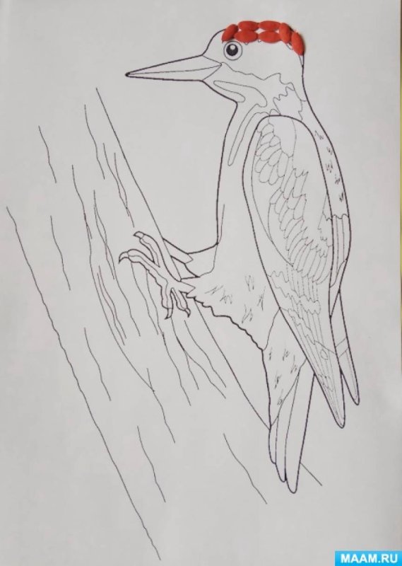 Рисование дятел в подготовительной группе