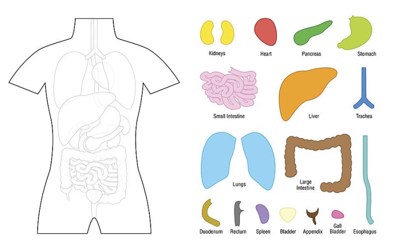 Аппликация внутренние органы человека