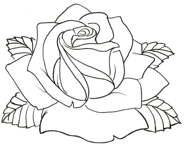 Роза контурный рисунок
