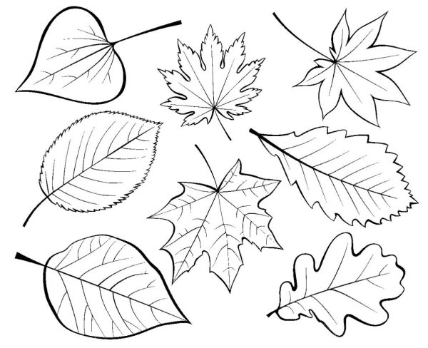 Осенние листья раскраска для детей