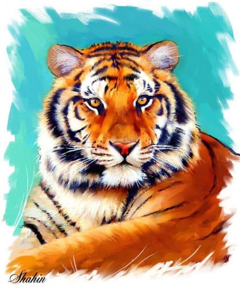 Уссурийский Амурский тигр рисунок