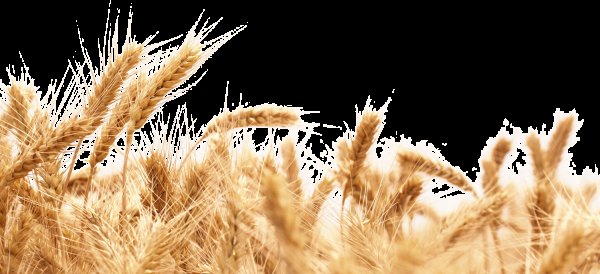 Пшеница на белом фоне