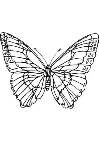 Бабочка крапивница