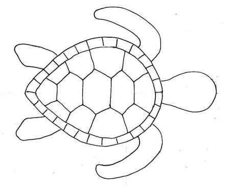 Голова черепахи