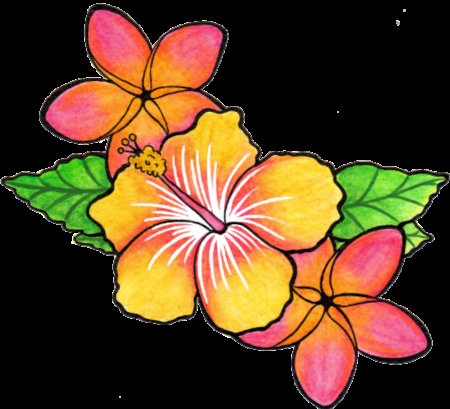 Цветы гавайи