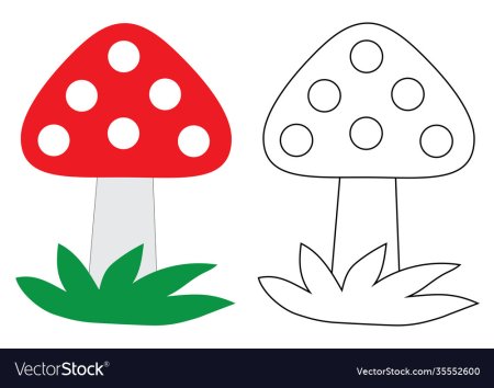 Цветов и грибов