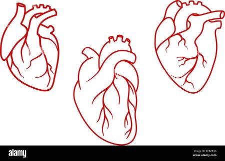 Орган сердце