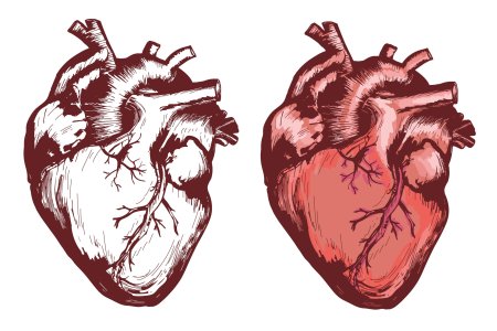 Сердце анатомическое