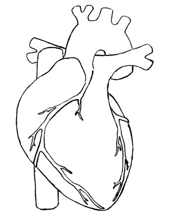 Сердце анатомия