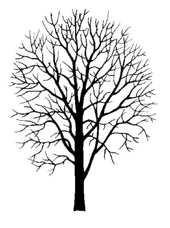 Дерева без листьев зимой