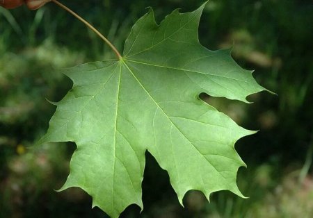 Кленовый лист и дерево