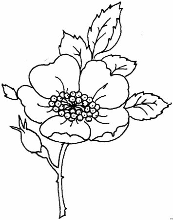 Цветка шиповника