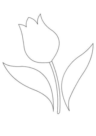 Цветка тюльпан