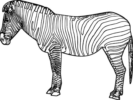 Животного зебра