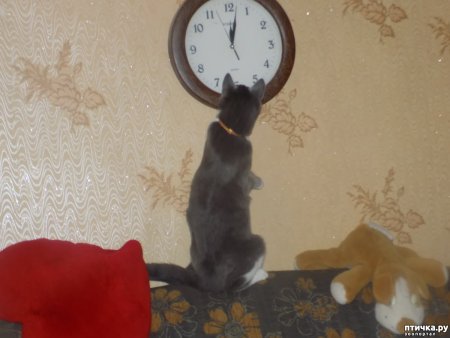 Кот часы пора