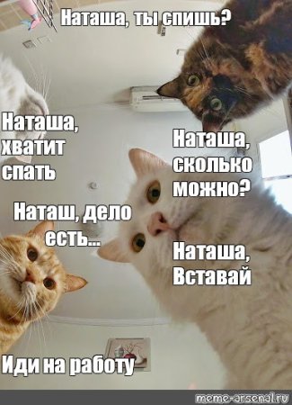 Наташа коты