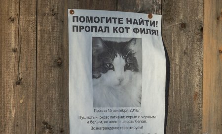 Объявление о пропаже кота