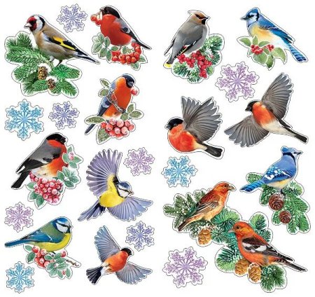 Птиц зимующих цветные