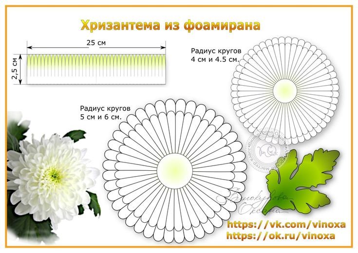 Стоковые фотографии по запросу Хризантема