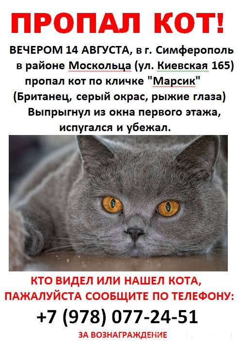 о пропаже кота