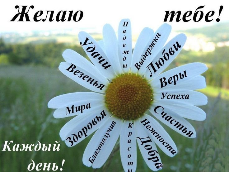 Открытки с ромашками