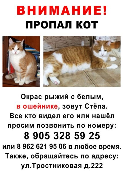 потерялся кот