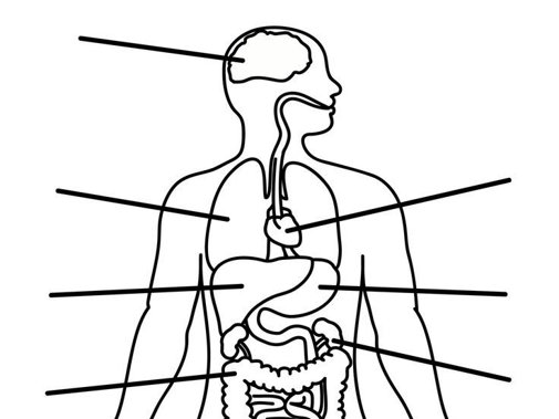 Силуэт человека с внутренними органами