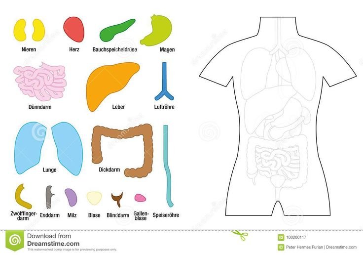Собери внутренние органы человека