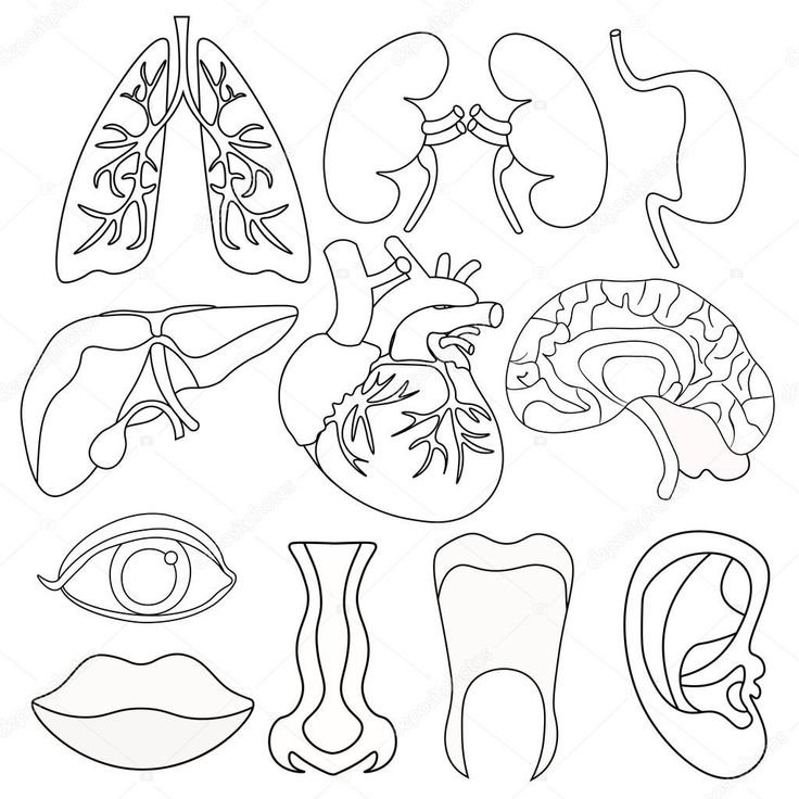 Внутренние органы человека шаблон
