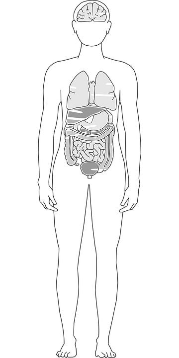 Контур человека с внутренними органами