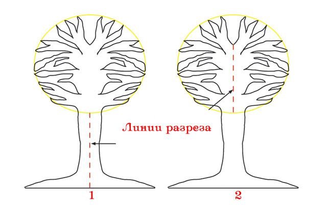 Дерева пополам