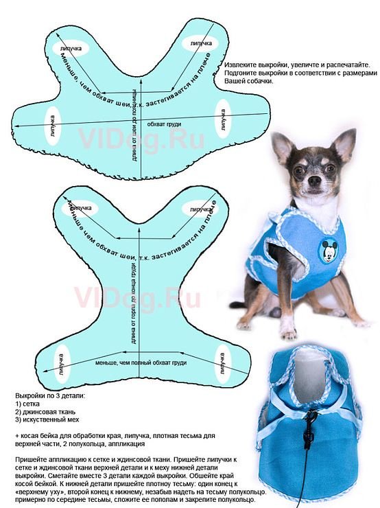 Выкройка одежды для собак мелких пород чихуахуа