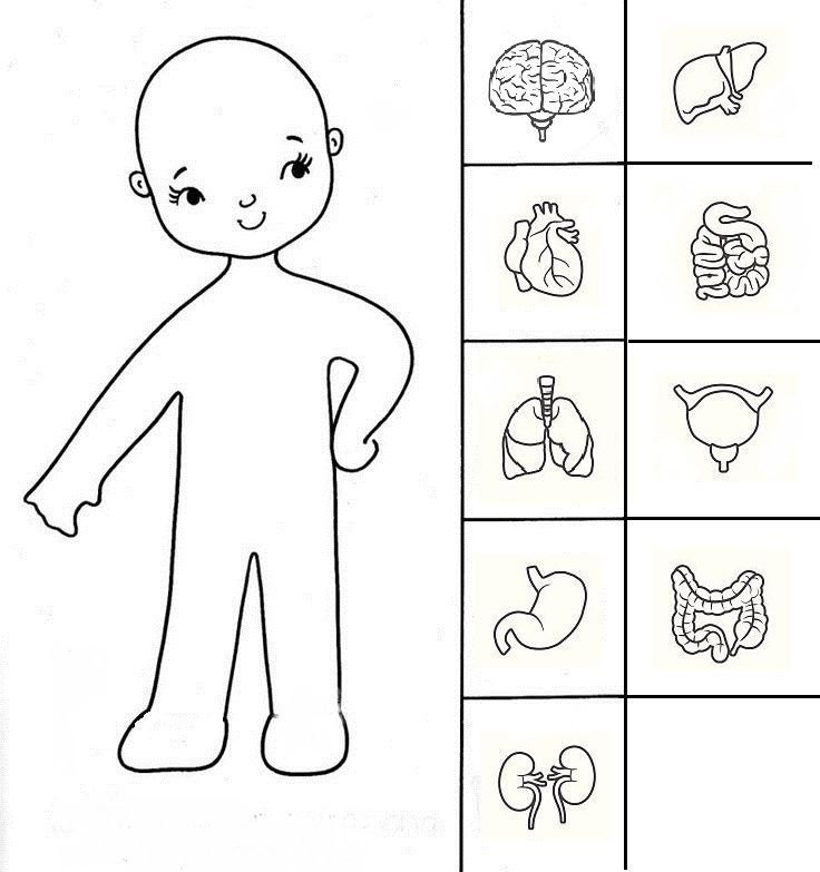 Раскраска тело человека для дошкольников