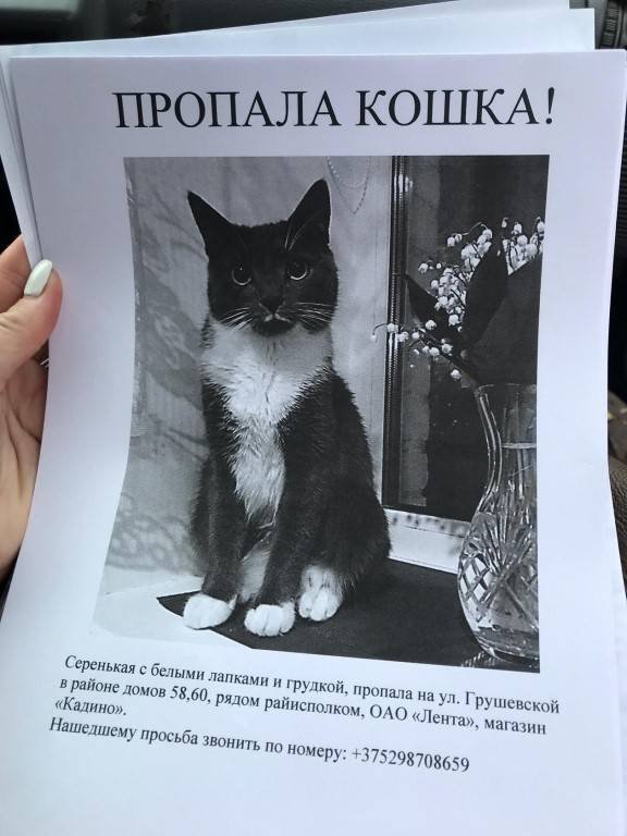 Пропал котенок объявление