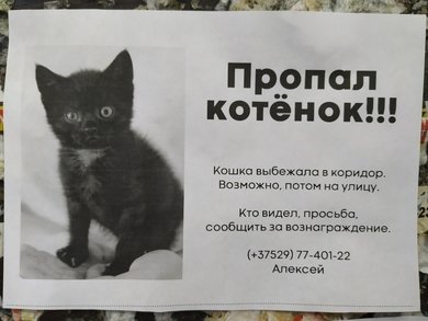 Объявление о пропаже котенка