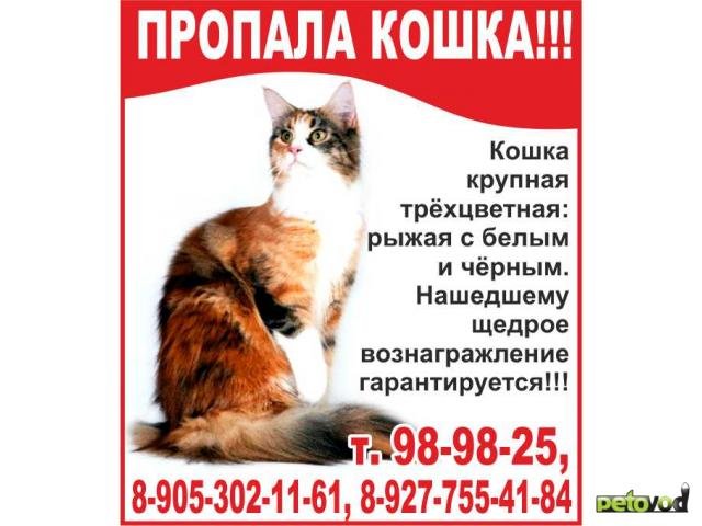 Объявление о пропаже котенка