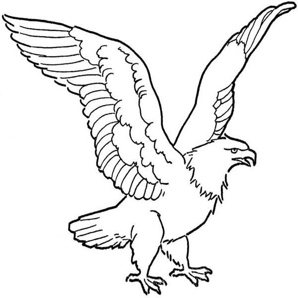 Птицы. Раскраска