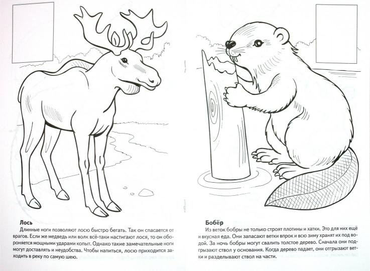 Животные из красной книги раскраска