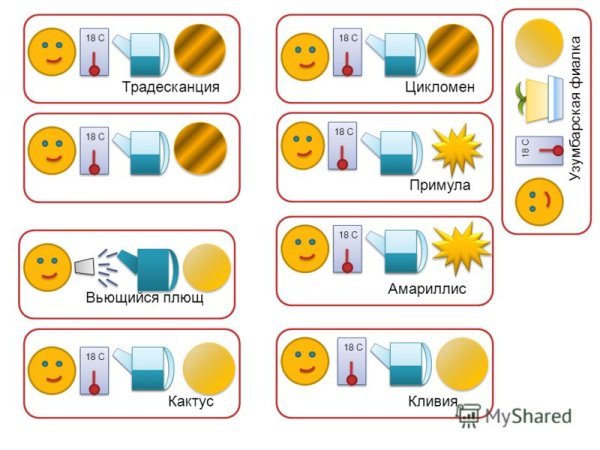 Паспорт комнатных растений традесканция