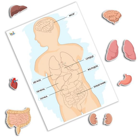 Внутренние органы для детей
