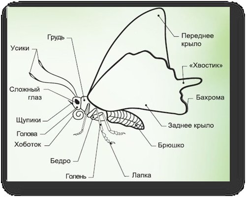 Строение бабочки